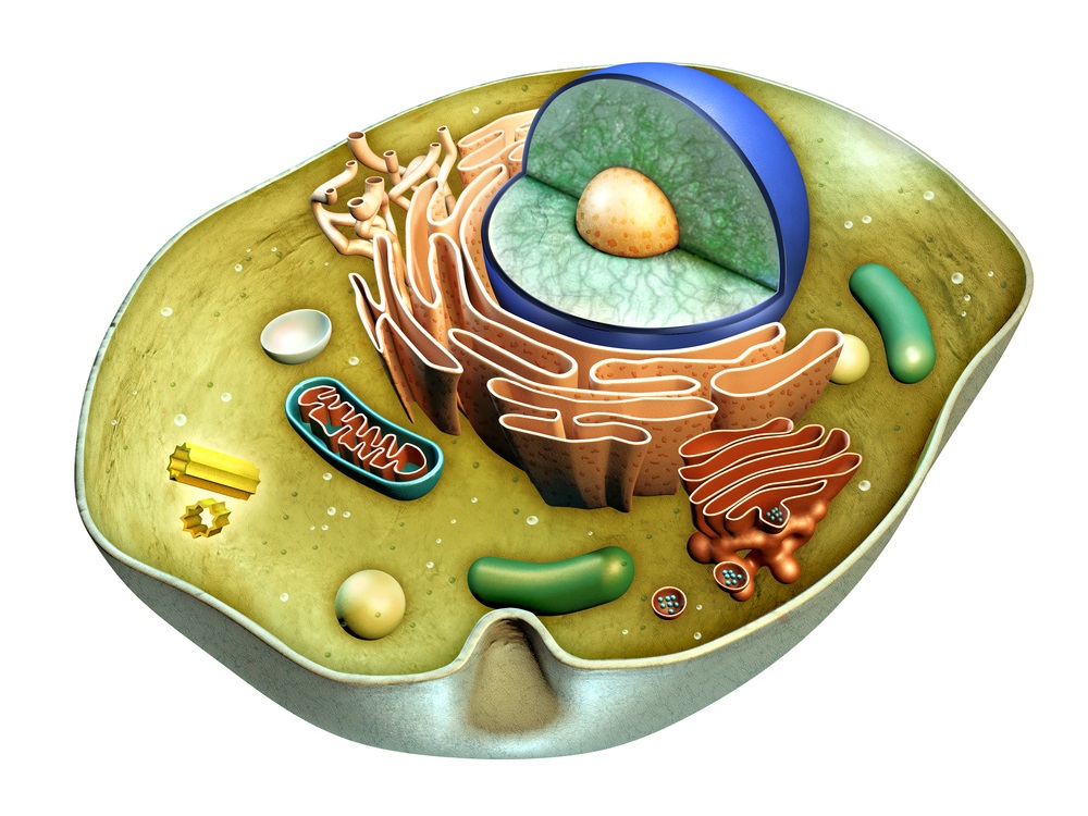 bacterial cell structure 3d